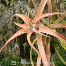 Load image into Gallery viewer, Tillandsia capitata ‘Peach’ - Andy&#39;s Air Plants