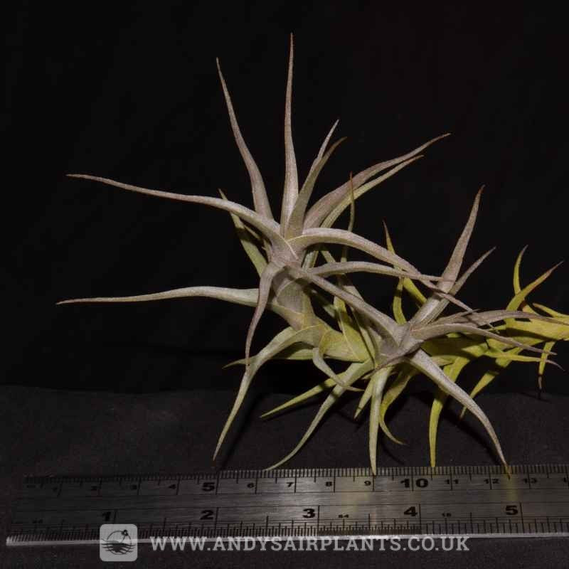 Tillandsia diaguitensis - Andy's Air Plants