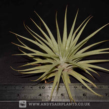 Load image into Gallery viewer, Tillandsia espinosae - Andy&#39;s Air Plants