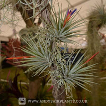 Load image into Gallery viewer, Tillandsia espinosae Mounted on drift wood - Andy&#39;s Air Plants