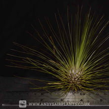 Load image into Gallery viewer, Mesic Selection Pack - Andy&#39;s Air Plants