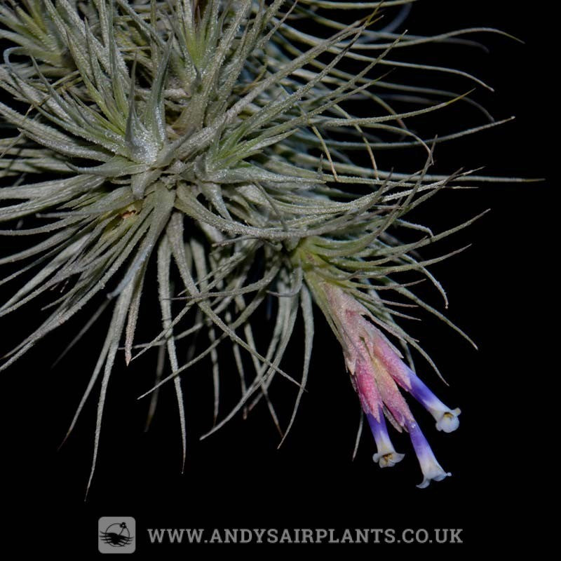 Tillandsia heteromorpha