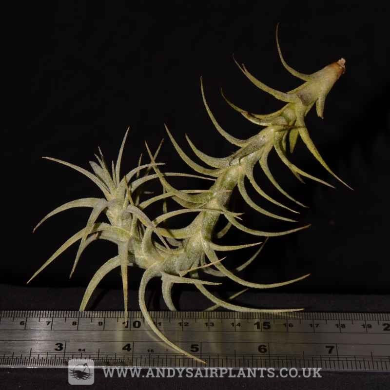 latifolia air plant Tillandsia latifolia