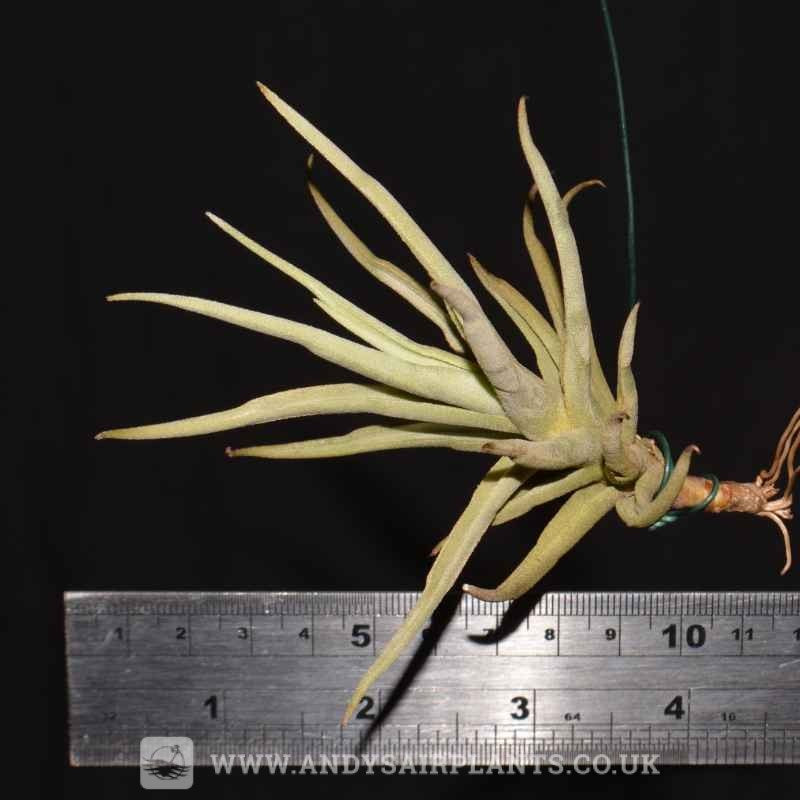 Tillandsia paleacea ssp. apurimacensis チランジア チランドシア エアープランツ 着生材付き Tillandsia paleacea apurimacensis