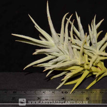 Load image into Gallery viewer, Tillandsia paleacea - Andy&#39;s Air Plants