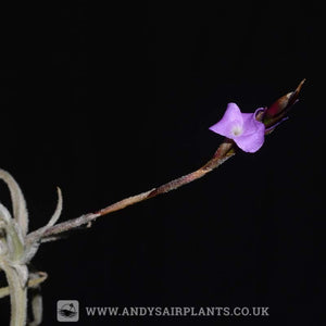 Tillandsia paleacea - Andy's Air Plants