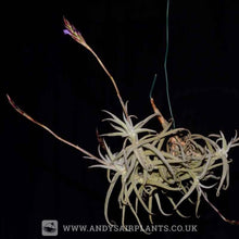 Load image into Gallery viewer, Tillandsia paleacea - Andy&#39;s Air Plants