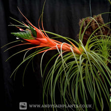 Load image into Gallery viewer, Tillandsia punctulata - Andy&#39;s Air Plants
