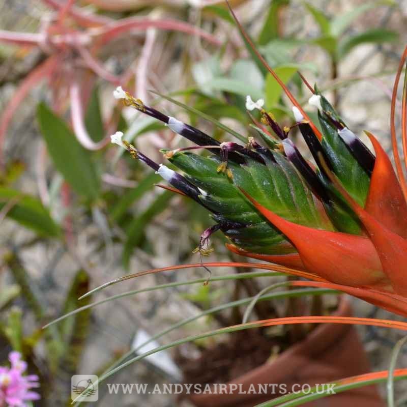 Tillandsia punctulata