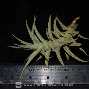 Tillandsia purpurea - Andy's Air Plants