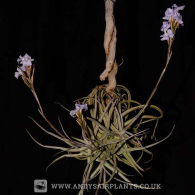 Tillandsia reichenbachii - Andy's Air Plants