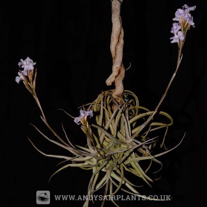 air plants uk Tillandsia reichenbachii