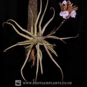 Scented Selection Pack - Andy's Air Plants