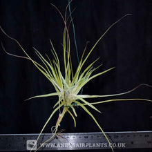 Load image into Gallery viewer, Tillandsia schiedeana &#39;Minor&#39; - Andy&#39;s Air Plants