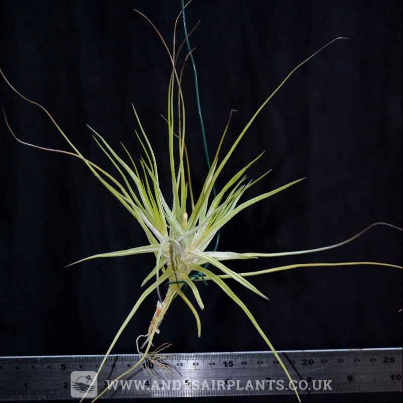 schiedeana air plant Tillandsia schiedeana 'Minor' Singles and Clumps