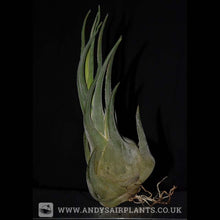 Load image into Gallery viewer, Tillandsia seleriana - Andy&#39;s Air Plants