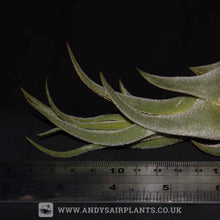 Load image into Gallery viewer, Tillandsia seleriana - Andy&#39;s Air Plants