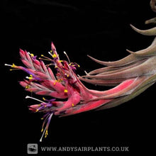 Load image into Gallery viewer, Tillandsia seleriana Mounted on Drift Wood - Andy&#39;s Air Plants