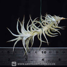 Load image into Gallery viewer, Tillandsia Stellifera - Andy&#39;s Air Plants