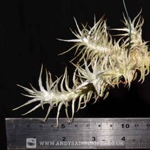 Load image into Gallery viewer, Tillandsia Stellifera - Andy&#39;s Air Plants