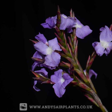 Tillandsia streptocarpa - Andy's Air Plants