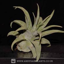Load image into Gallery viewer, Tillandsia streptophylla - Andy&#39;s Air Plants