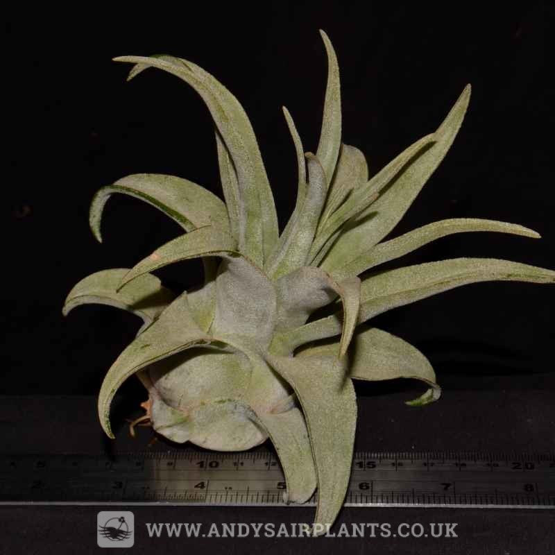 air plant streptophylla Tillandsia streptophylla