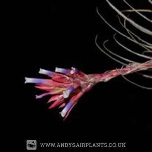 Tillandsia tectorum Caulescent Form - Andy's Air Plants