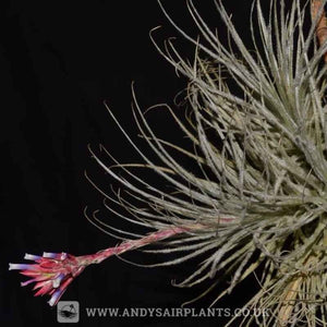 Tillandsia tectorum clumps - Andy's Air Plants