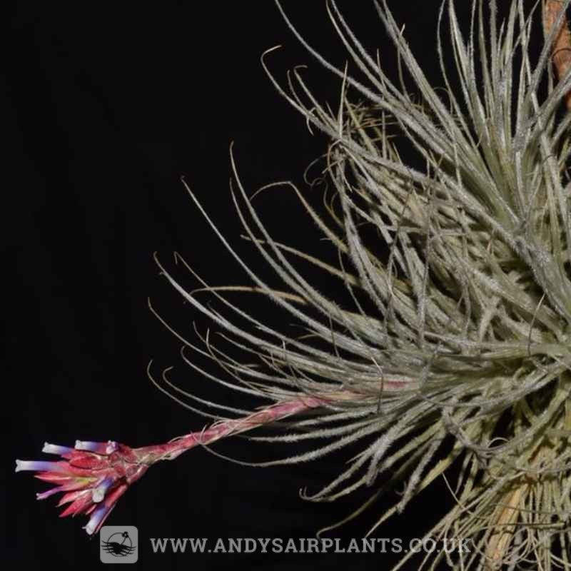 Tillandsia tectorum