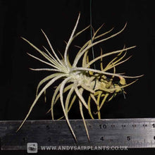 Load image into Gallery viewer, Tillandsia tectorum Caulescent Form - Andy&#39;s Air Plants