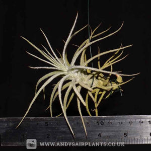 Tillandsia tectorum Caulescent Form - Andy's Air Plants