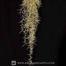 Load image into Gallery viewer, Tillandsia usneoides &#39;Spanish Moss&#39; Large clump - Andy&#39;s Air Plants