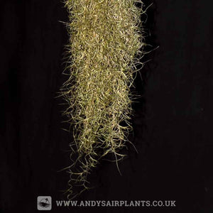 Tillandsia usneoides 'Fine Form' - Andy's Air Plants