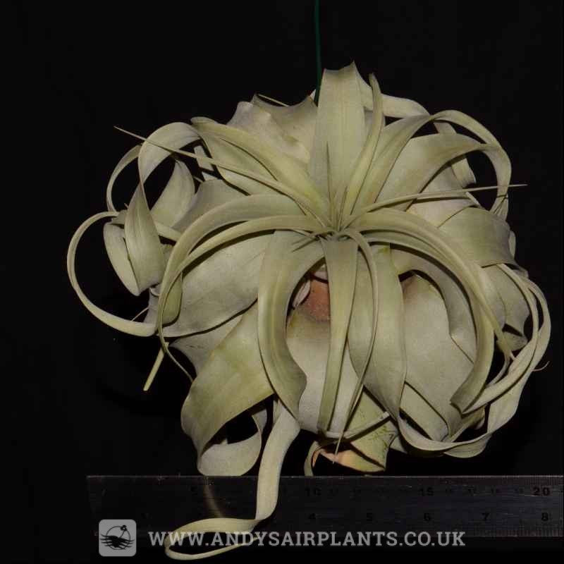 xl air plant Tillandsia xerographica