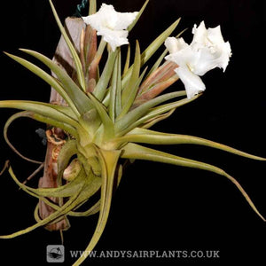 Tillandsia xiphioides - Andy's Air Plants
